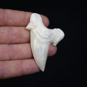 Diente de Otodus obliquus