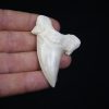 Diente de Otodus obliquus