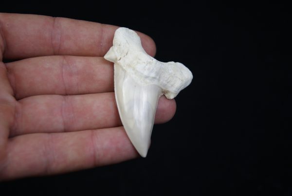 Diente de Otodus obliquus