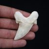 Diente de Otodus obliquus