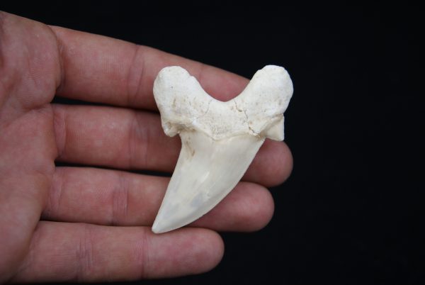 Diente de Otodus obliquus