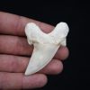 Diente de Otodus obliquus