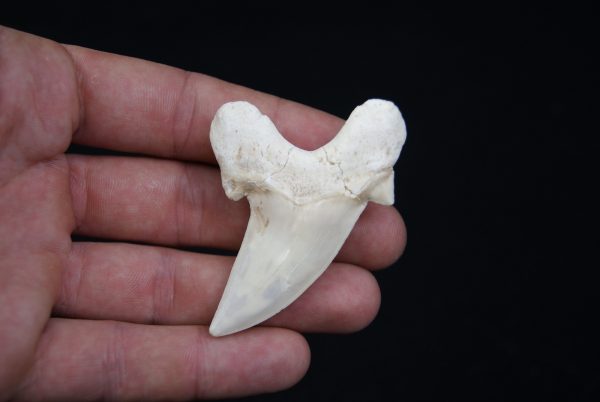 Diente de Otodus obliquus