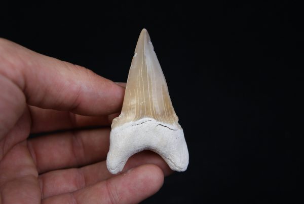 Otodus obliquus natural