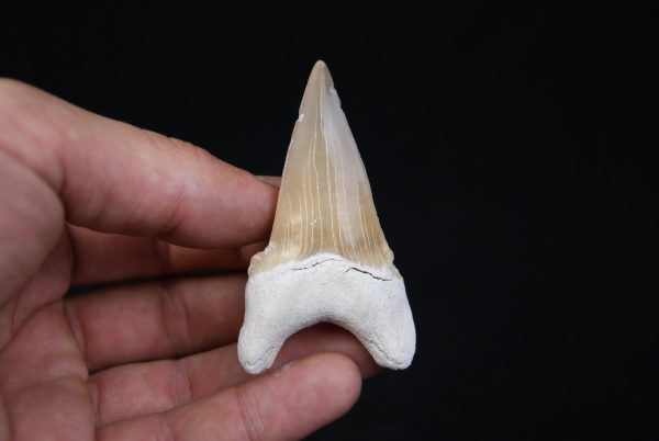 Otodus obliquus natural