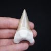 Otodus obliquus natural