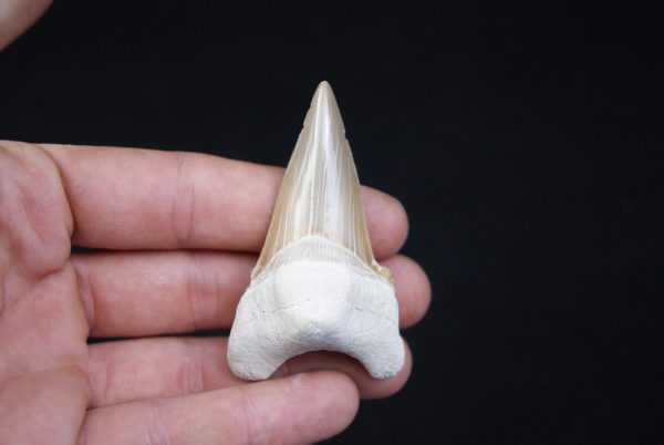 Otodus obliquus natural
