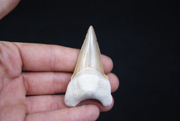 Otodus obliquus natural
