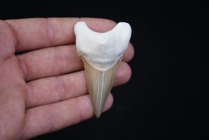 Otodus obliquus natural