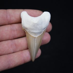 Otodus obliquus natural