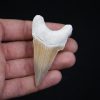 Otodus obliquus natural
