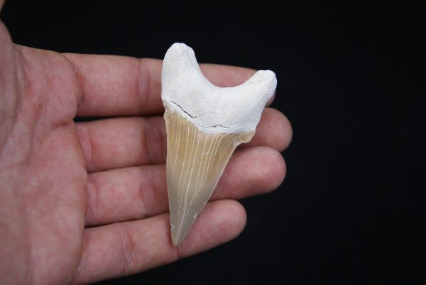 Otodus obliquus natural