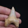 Diente de Otodus obliquus