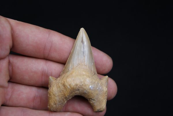 Diente de Otodus obliquus