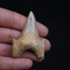 Diente de Otodus obliquus