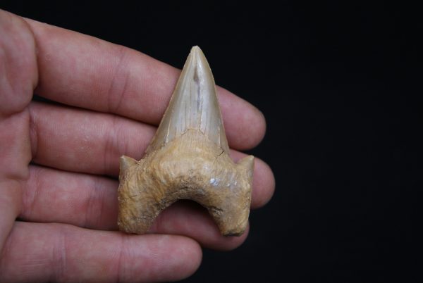 Diente de Otodus obliquus