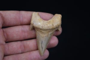 Diente de Otodus obliquus