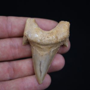 Diente de Otodus obliquus