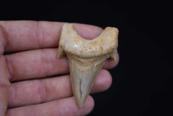 Diente de Otodus obliquus