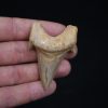 Diente de Otodus obliquus
