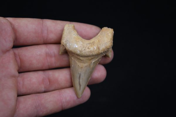 Diente de Otodus obliquus