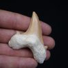Diente Otodus obliquus