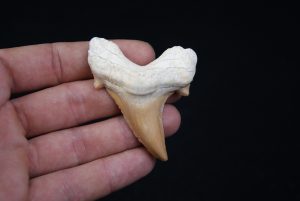 Diente Otodus obliquus