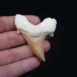 Diente Otodus obliquus