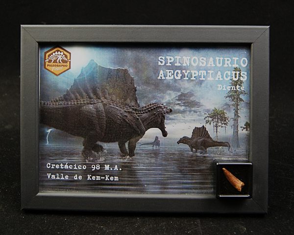 Cuadro con diente de Spinosaurus