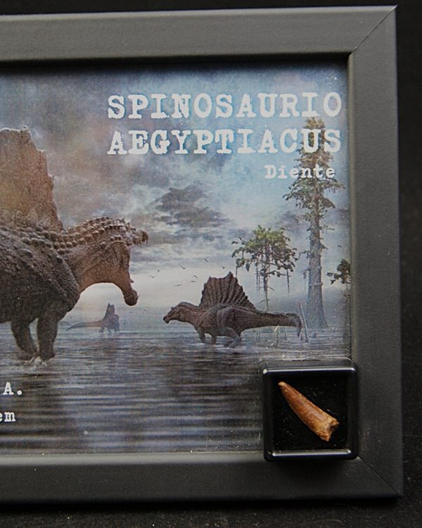 Cuadro con diente de Spinosaurus