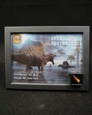 Cuadro con diente de Spinosaurus