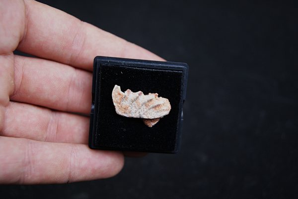 Placa dentaria de Ceratodus africanus