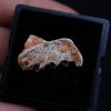 Placa dentaria de Ceratodus africanus