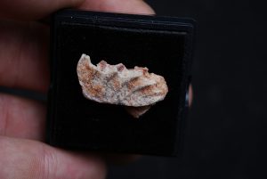 Placa dentaria de Ceratodus africanus