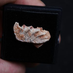 Placa dentaria de Ceratodus africanus