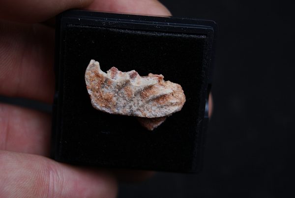 Placa dentaria de Ceratodus africanus