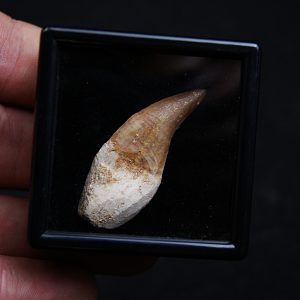 Mosasaurus con raíz