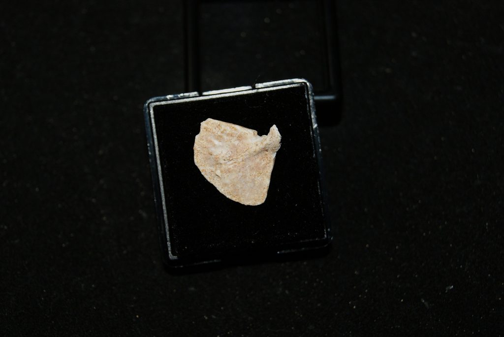 Aleta de Enchodus Libycus