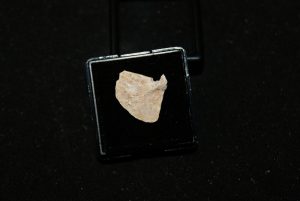 Aleta de Enchodus Libycus