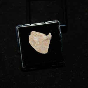 Aleta de Enchodus Libycus