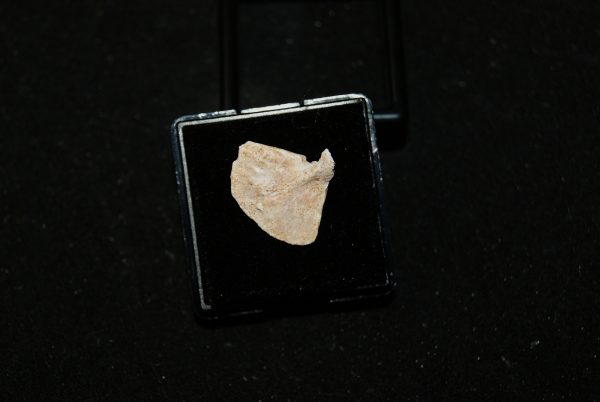 Aleta de Enchodus Libycus