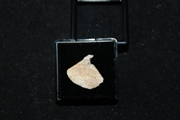 Aleta de Enchodus Libycus