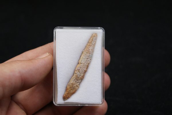 Aleta dorsal de Hybodus