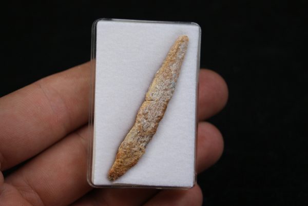 Aleta dorsal de Hybodus