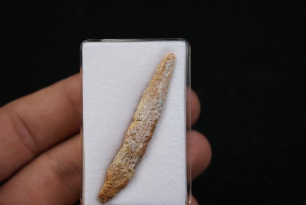 Aleta dorsal de Hybodus