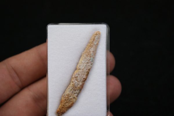 Aleta dorsal de Hybodus