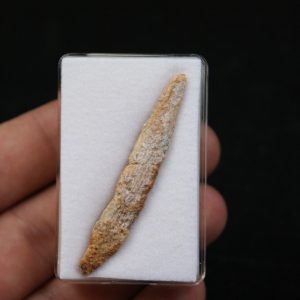 Aleta dorsal de Hybodus