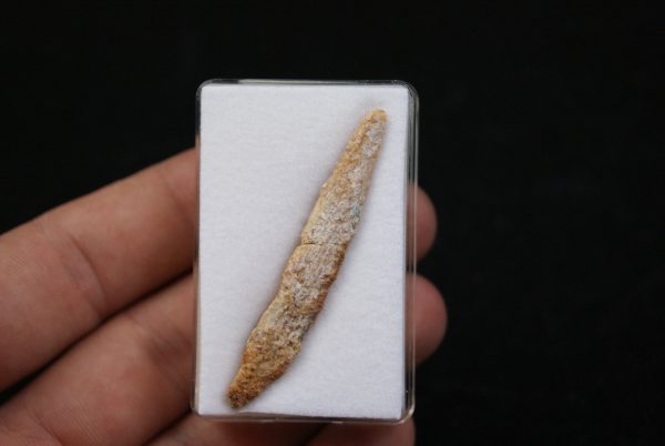 Aleta dorsal de Hybodus