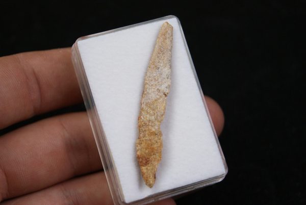 Aleta dorsal de Hybodus