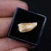 Dromaeosauridae o Abelisauridae Raptor